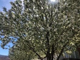 tree in Cedar City, Utah with white blossoms