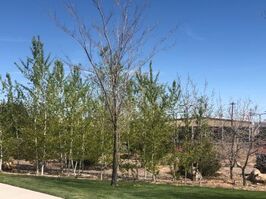 trees in Cedar City, Utah