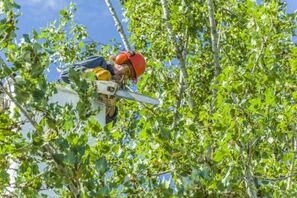 tree trimmer in a tree using a small chainsaw to trim limbs