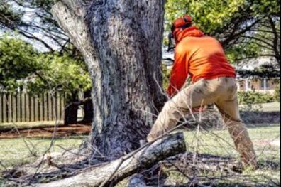 tree service performed by a professional