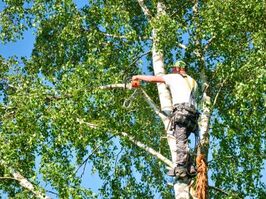 tree contractor in a tree trimming limbs