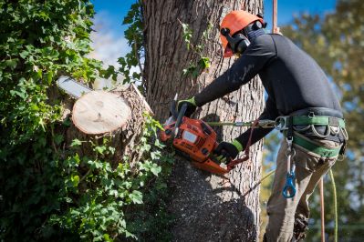 tree removal specialist in a tree with a chainsaw removing limbs