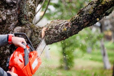chainsaw being used to cut a tree branch
