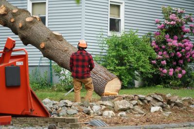 a tree falling after being chopped down by a contractor