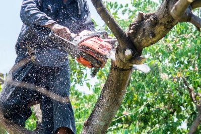 tree contractor using a chainsaw to remove trees