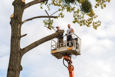 tree removal specialists in a crane cutting limbs